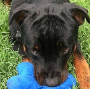 Meet your Posher, Jamah